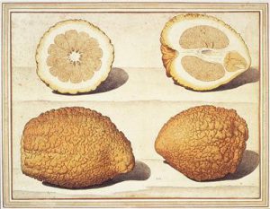[n.d.]. Citron x sour orange, Citrus medica L. x Citrus aurantium L.: whole and half-fruits. https://library.artstor.org/asset/ARTSTOR_103_41822003813548.